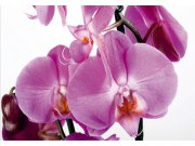 Flis foto tapeta AG Orhideja FTNS-2459 | 360x270 cm