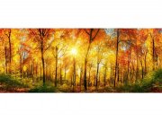 Panoramska flis foto tapeta Sunčana šuma MP20067 | 375 x 150 cm
