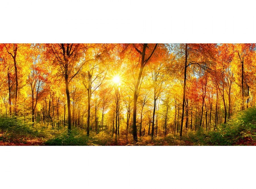 Panoramska flis foto tapeta Sunčana šuma MP20067 | 375 x 150 cm - Foto tapete