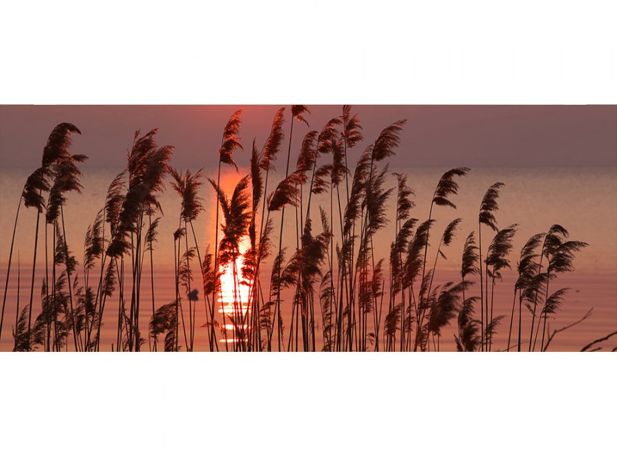Panoramska flis foto tapeta Trska na jezeru MP20089 | 375 x 150 cm - Foto tapete