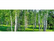 Panoramska flis foto tapeta Brezov lug MP20100 | 375 x 150 cm