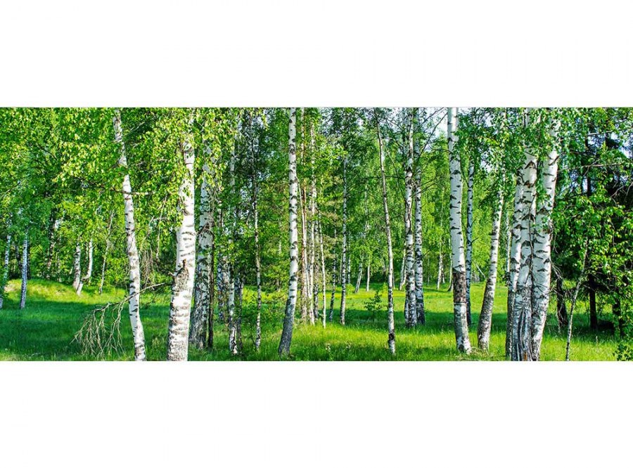Panoramska flis foto tapeta Brezov lug MP20100 | 375 x 150 cm - Foto tapete