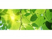 Panoramska flis foto tapeta Zeleno lišće MP20107 | 375 x 150 cm