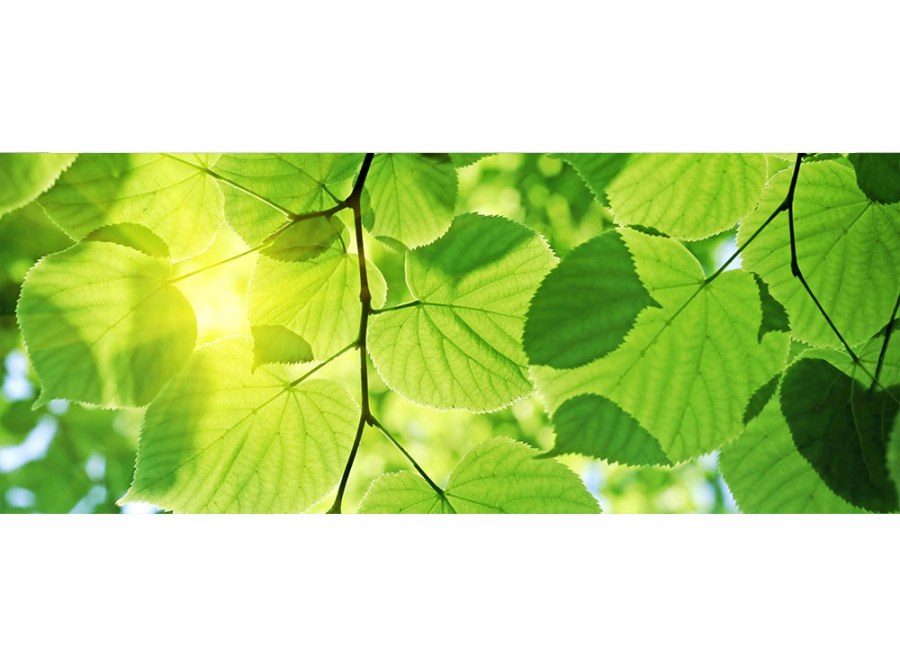Panoramska flis foto tapeta Zeleno lišće MP20107 | 375 x 150 cm - Foto tapete