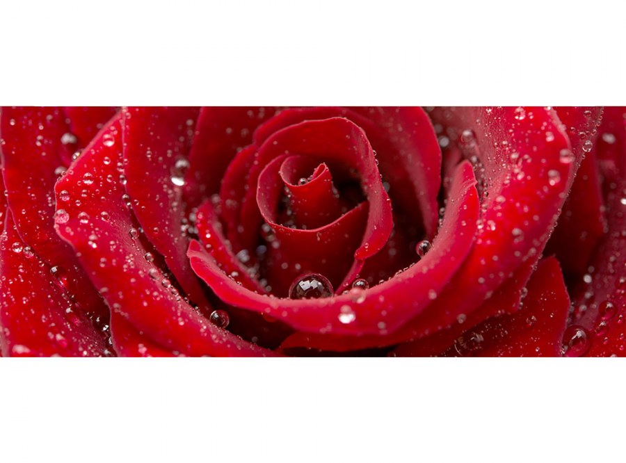 Panoramska flis foto tapeta Crvena ruža MP20138 | 375 x 150 cm - Foto tapete