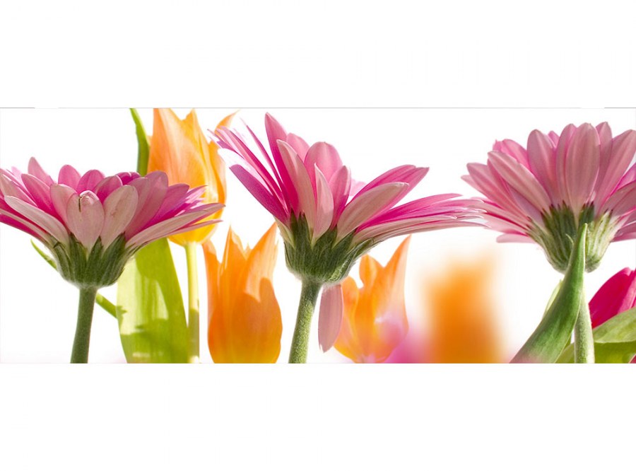 Panoramska flis foto tapeta Proljetni cvijet MP20142 | 375 x 150 cm - Foto tapete