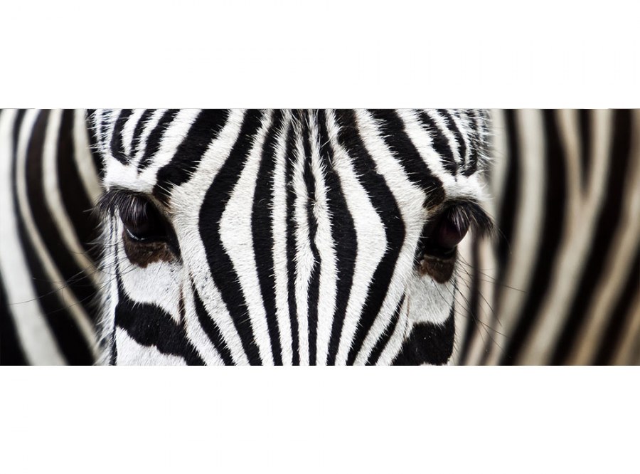 Panoramska flis foto tapeta Zebra MP20234 | 375 x 150 cm - Foto tapete