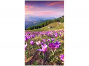 Flis foto tapeta Šafrani na proljeće MS20064 | 150x250 cm