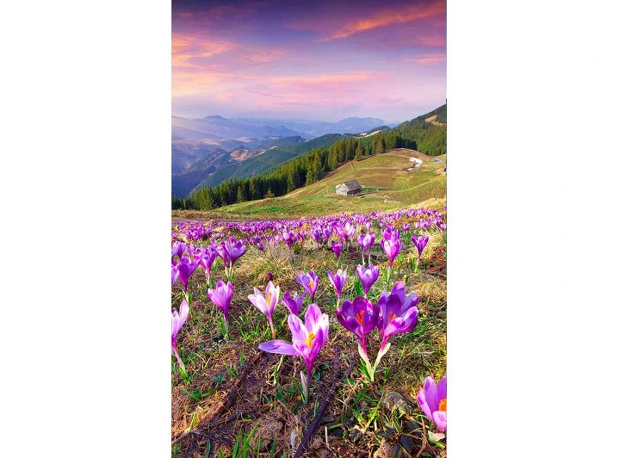 Flis foto tapeta Šafrani na proljeće MS20064 | 150x250 cm - Od flisa