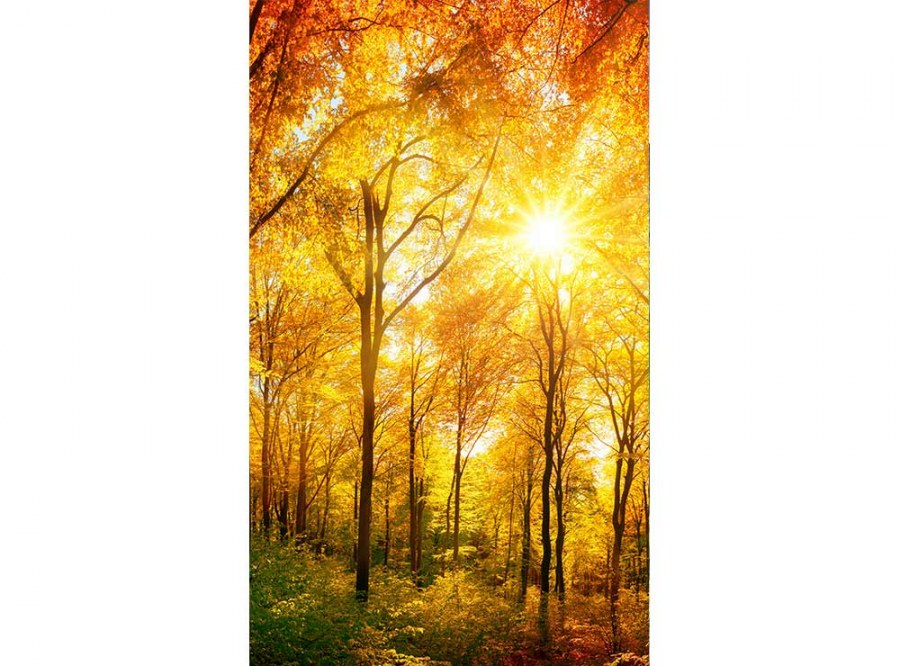 Flis foto tapeta Sunčana šuma MS20067 | 150x250 cm - Od flisa