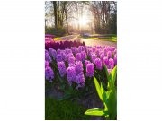 Flis foto tapeta Cvijeće zumbula MS20068 | 150x250 cm