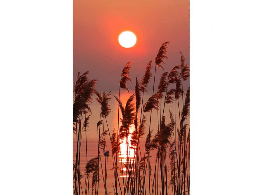 Flis foto tapeta Trska na jezeru MS20089 | 150x250 cm - Od flisa