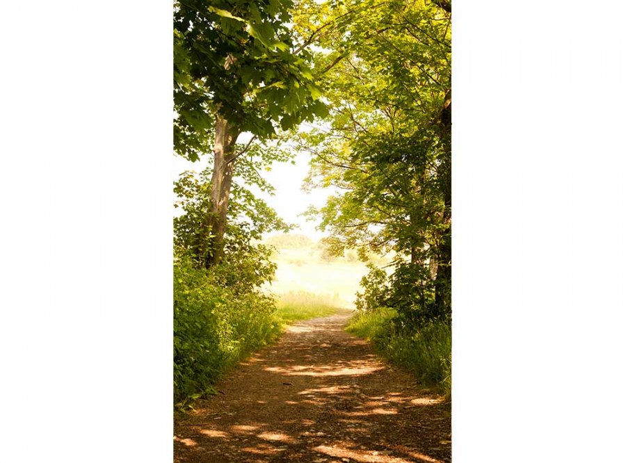 Flis foto tapeta Šumska staza MS20093 | 150x250 cm - Od flisa