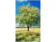 Flis foto tapeta Stablo na lovca MS20096 | 150x250 cm Od flisa