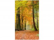 Flis foto tapeta Jesenjska šuma MS20099 | 150x250 cm Od flisa