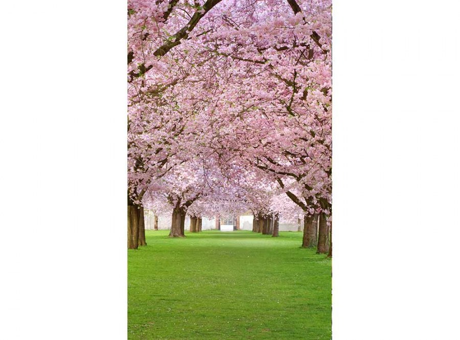 Flis foto tapeta Voćnjak sa trešnjama MS20105 | 150x250 cm Flis foto tapeta Voćnjak sa trešnjama MS20105 | 150x250 cm