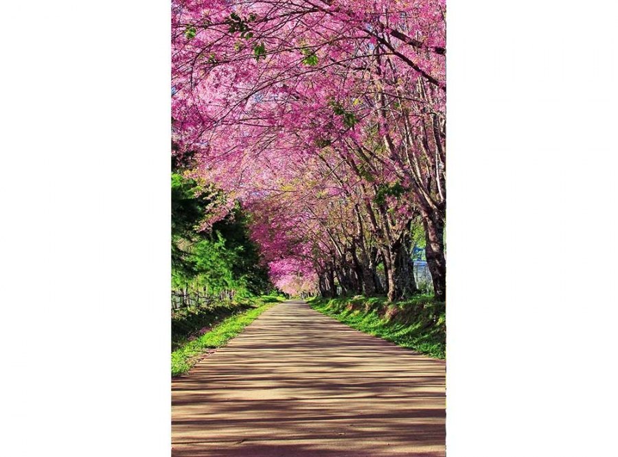 Flis foto tapeta Cvjetnica MS20106 | 150x250 cm - Od flisa