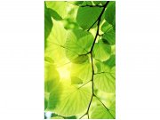 Flis foto tapeta Zeleno lišće MS20107 | 150x250 cm