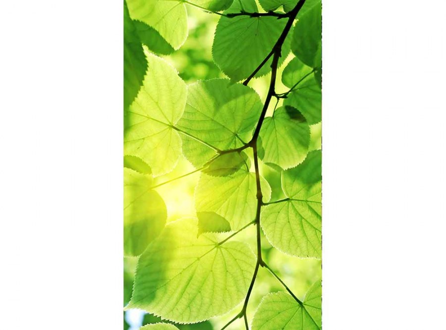 Flis foto tapeta Zeleno lišće MS20107 | 150x250 cm - Od flisa