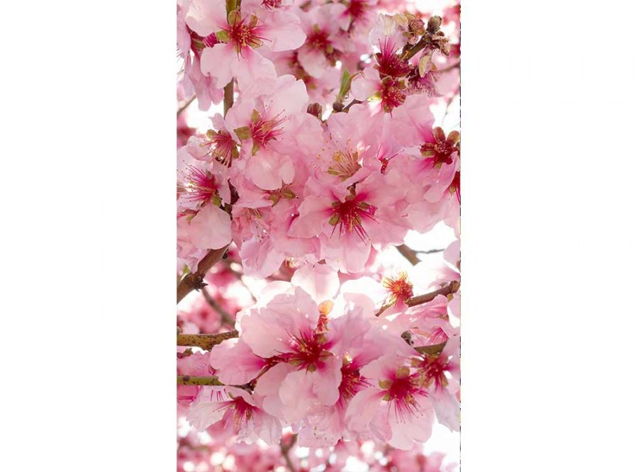 Flis foto tapeta Cvijet jabuke| MS-2-0108 | 150x250 cm - Od flisa