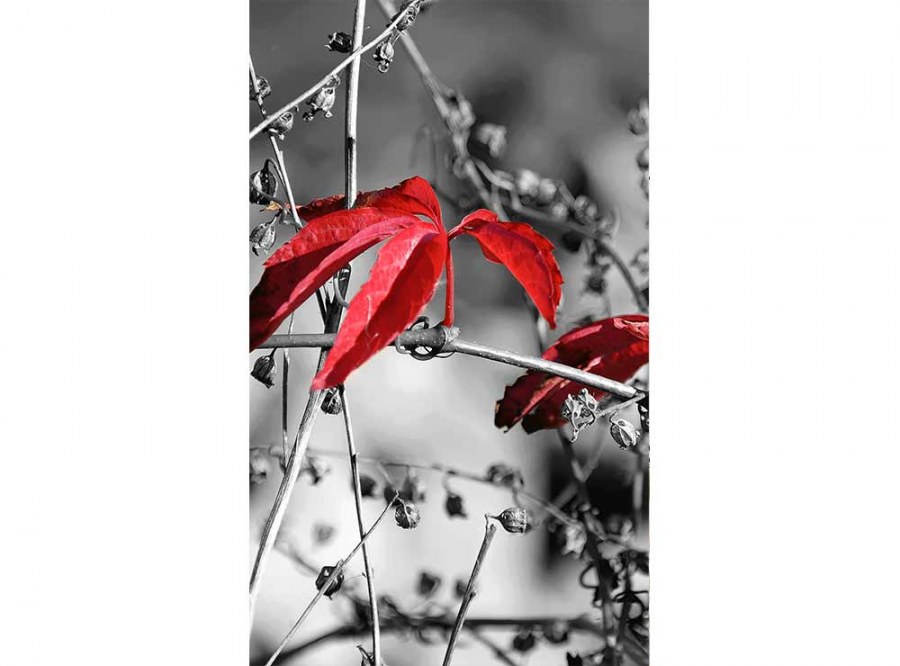 Flis foto tapeta Crveno lišće na crnoj pozadini MS20110 | 150x250 cm - Od flisa
