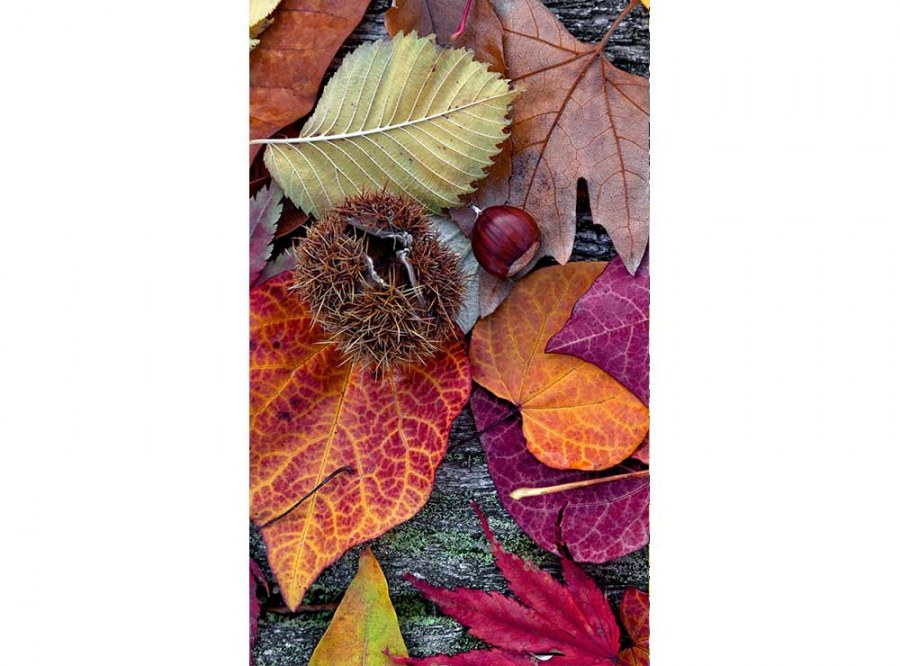 Flis foto tapeta Jesenjsko lišće MS20112 | 150x250 cm - Od flisa