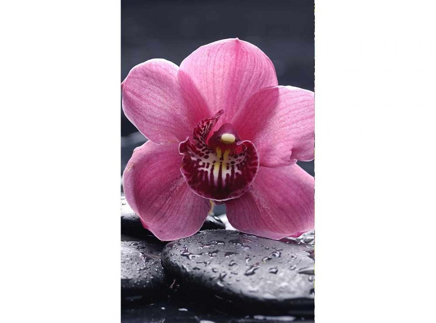 Flis foto tapeta Orhideja MS20120 | 150x250 cm - Od flisa