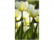 Flis foto tapeta Bijeli tulipani MS20127 | 150x250 cm Od flisa
