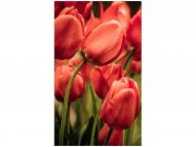 Flis foto tapeta Crveni tulipani MS20128 | 150x250 cm Od flisa