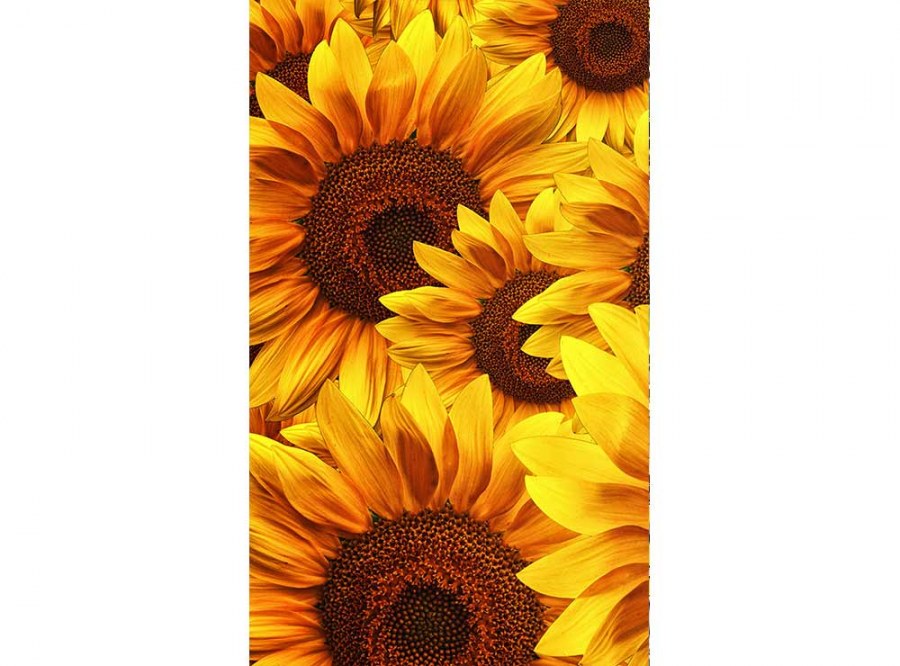 Flis foto tapeta Polje suncokreta MS20129 | 150x250 cm - Od flisa