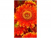Flis foto tapeta Gerbera MS20131 | 150x250 cm Od flisa