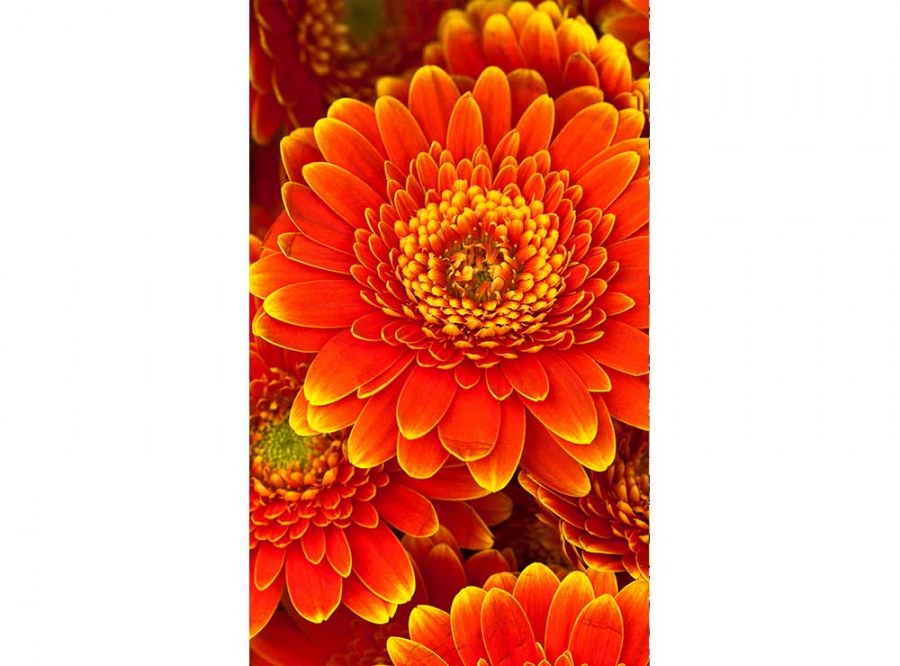 Flis foto tapeta Gerbera MS20131 | 150x250 cm - Od flisa