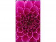 Flis foto tapeta Ružičasta dalija MS20132 | 150x250 cm Od flisa