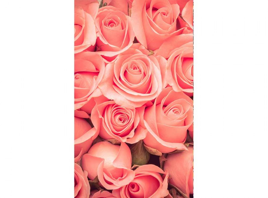 Flis foto tapeta Ruža MS20133 | 150x250 cm