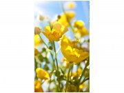 Flis foto tapeta Žuto cvijeće MS20134 | 150x250 cm Od flisa