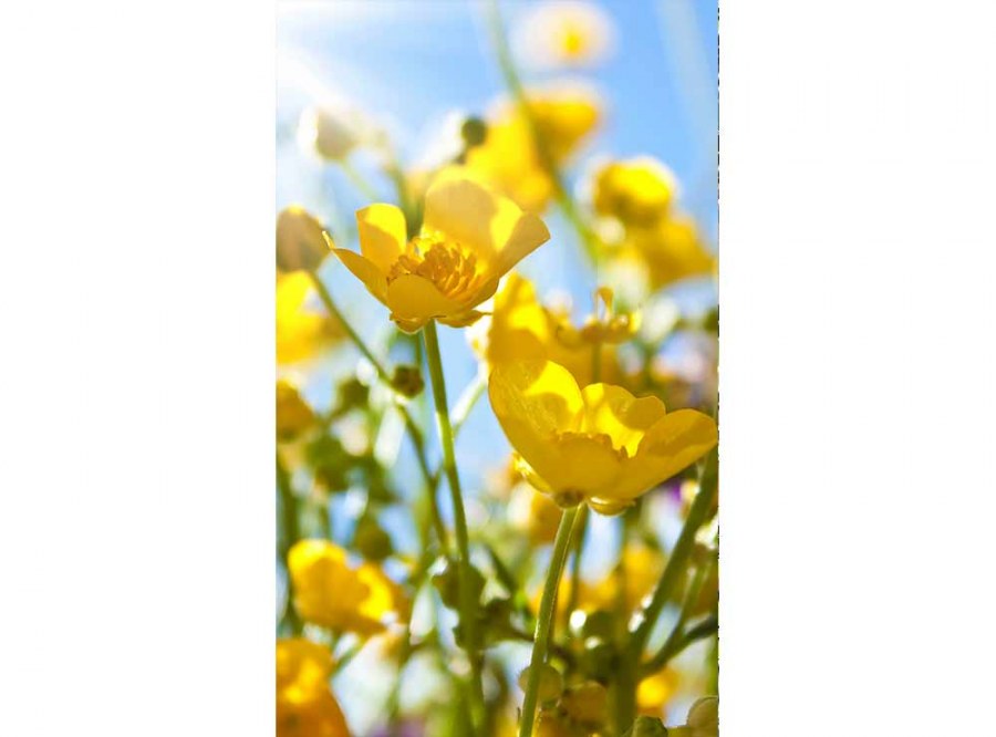 Flis foto tapeta Žuto cvijeće MS20134 | 150x250 cm - Od flisa