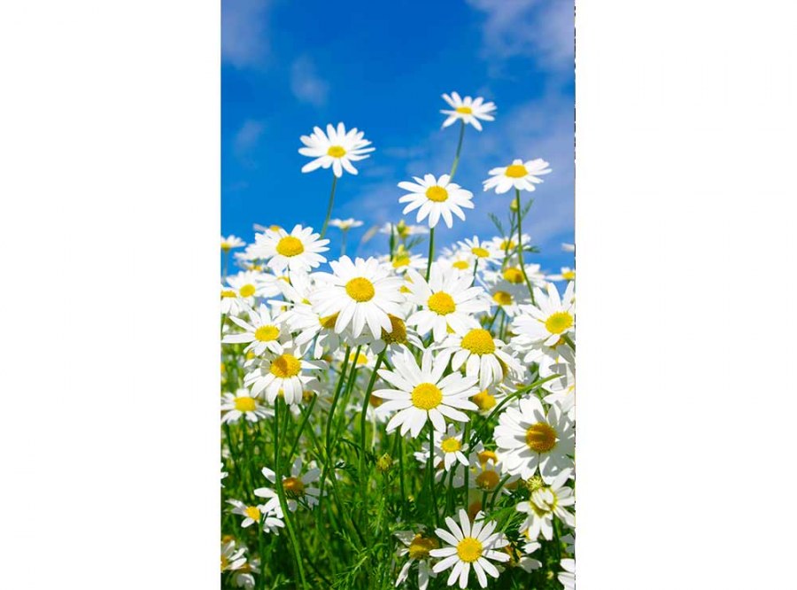 Flis foto tapeta Tratinčice MS20135 | 150x250 cm