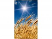 Flis foto tapeta Pšenično polje MS20136 | 150x250 cm Od flisa