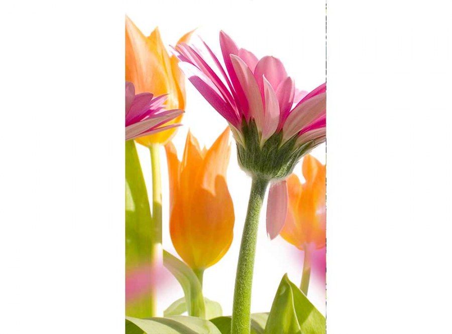 Flis foto tapeta Proljetni cvijet MS20142 | 150x250 cm - Od flisa