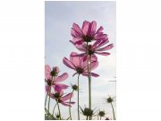 Flis foto tapeta Cvijeće MS20145 | 150x250 cm Od flisa