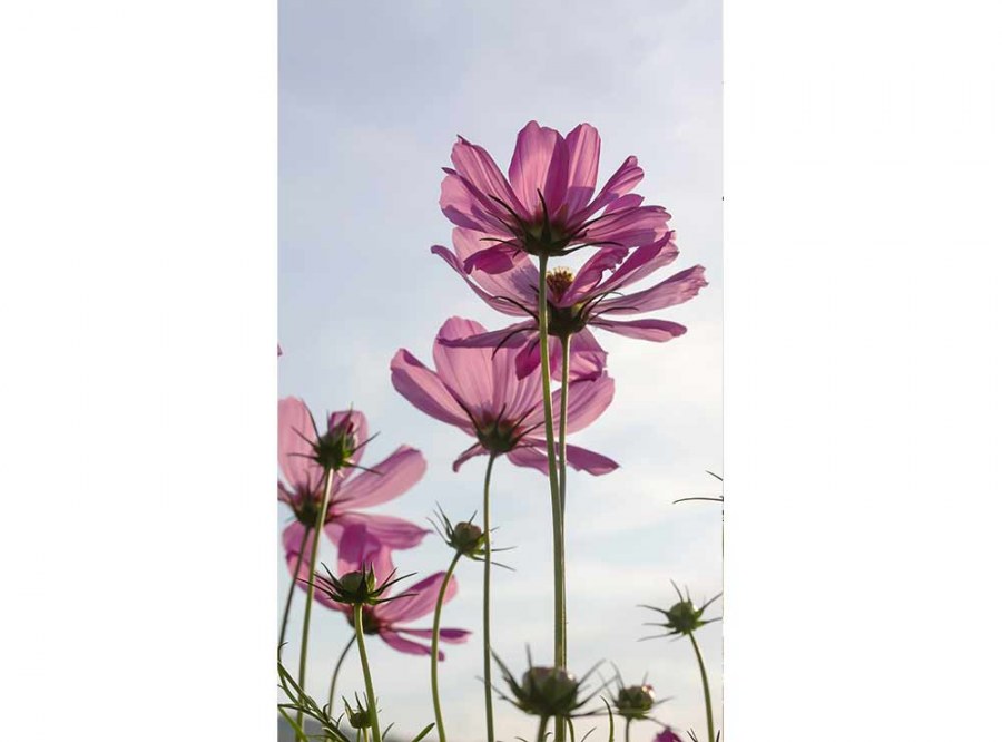 Flis foto tapeta Cvijeće MS20145 | 150x250 cm - Od flisa