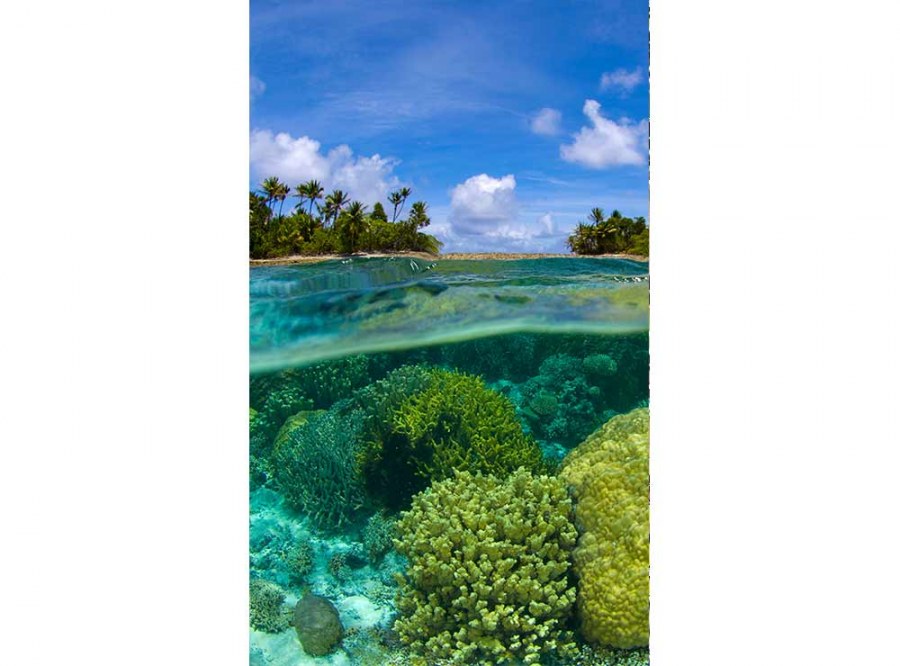 Flis foto tapeta Koraljni greben MS20200 | 150x250 cm - Od flisa
