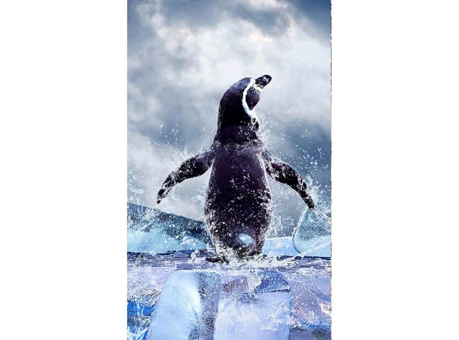 Flis foto tapeta Pingvin MS20219 | 150x250 cm - Od flisa