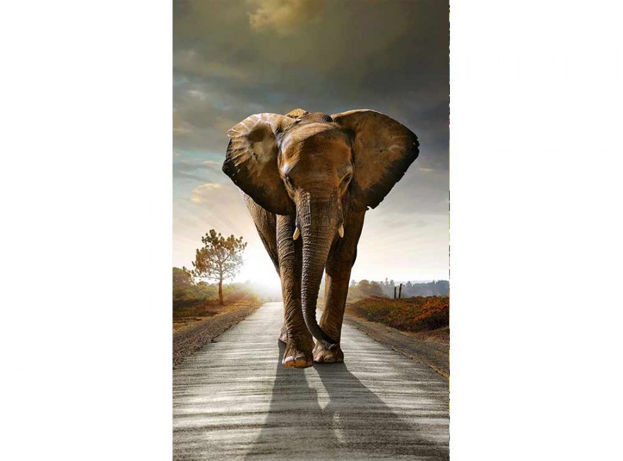 Flis foto tapeta Hodajući slon MS20225 | 150x250 cm - Od flisa