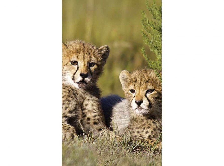 Flis foto tapeta Gepardi MS20229 | 150x250 cm - Od flisa