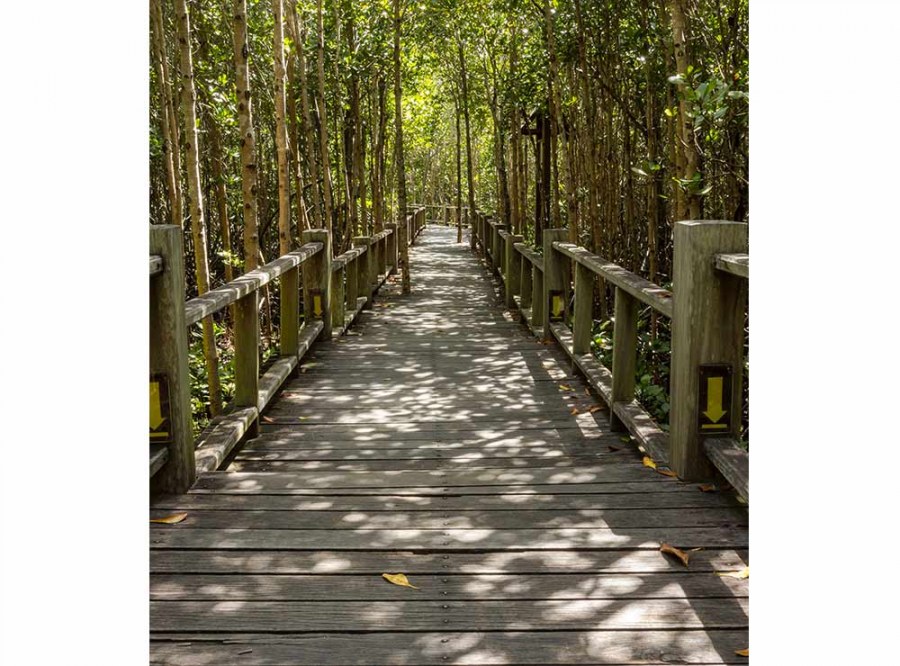 Flis foto tapeta Mangrovska šuma MS30059 | 225x250 cm - Od flisa
