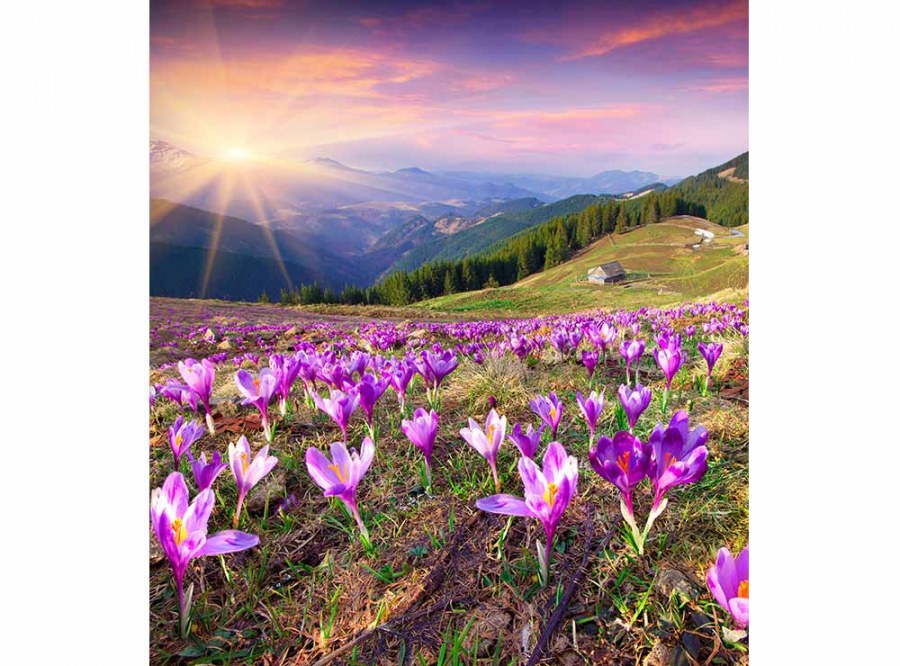 Flis foto tapeta Šafrani na proljeće MS30064 | 225x250 cm - Od flisa