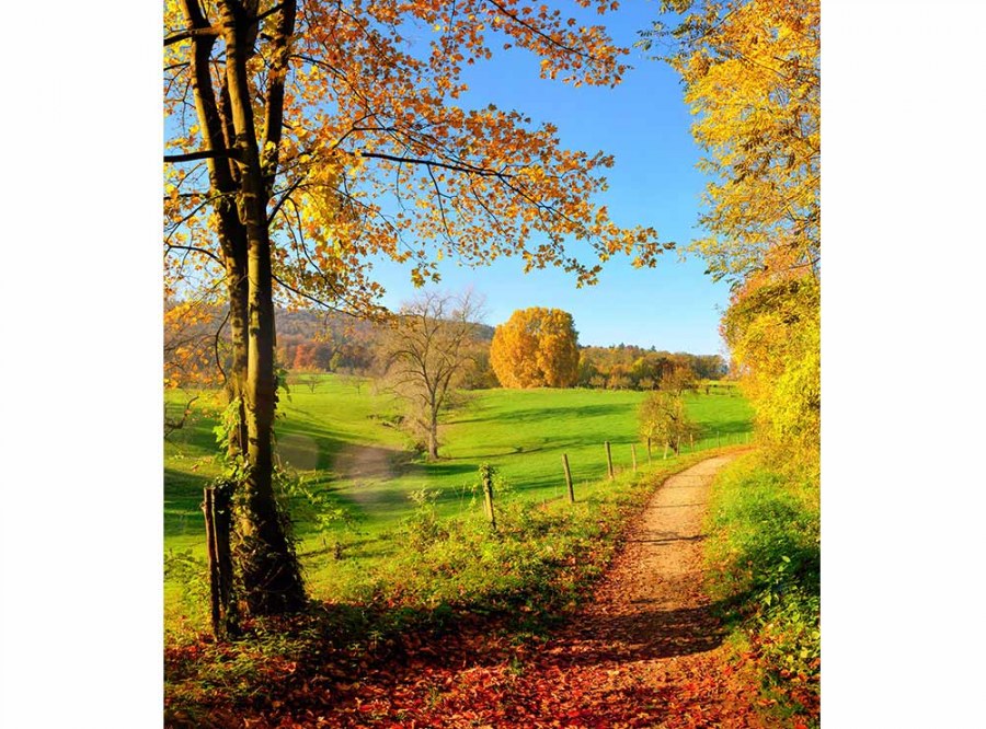 Flis foto tapeta Livada MS30066 | 225x250 cm