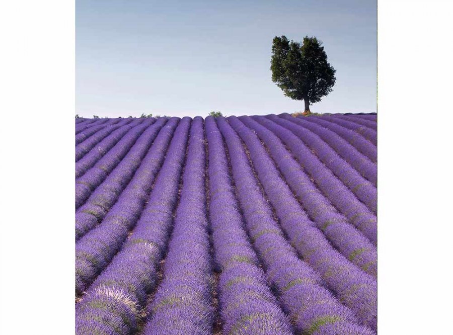 Flis foto tapeta Polje lavande MS30088 | 225x250 cm - Od flisa