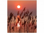 Flis foto tapeta Trska na jezeru MS30089 | 225x250 cm Od flisa